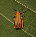 Scarlet-winged Lichen Moth (8089)