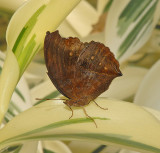Autumn Leaf Butterfly