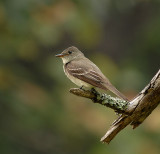 Eastern Wood-Pewee