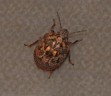 Shield-backed Bug