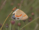 Red-banded Hairstreak