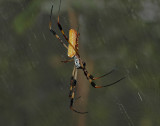 Female, Lateral