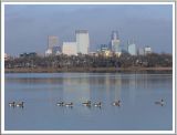 November 16 - City Geese