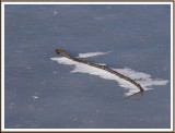 January 10 - The Rare Minnesota Ice Snake