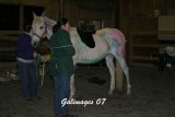 IMG_3184.jpg