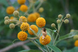 Buddliea Globosa Fairy