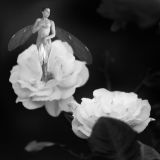 Fairy on a rose
