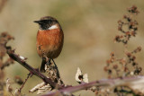 Stonechat