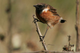 Stonechat