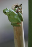 Stripeless treefrog X3506A