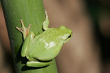 Stripeless treefrog X3553A