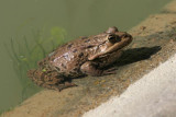 Grafs hybrid frog (Pelophylax kl. grafi)