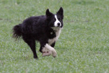 Bella, running