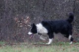 Bella, on the prowl