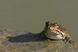 Marsh frog (Pelophylax ridibundus)