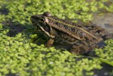 Marsh frog (Pelophylax ridibundus)