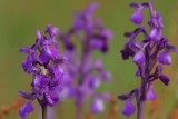 Anacamptis morio