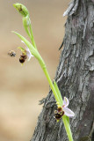 Bee and orchid