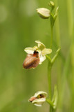 Ophrys sphegodes