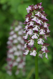 Orchis purpurea