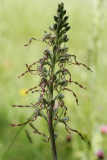 Himantoglossum hircinum