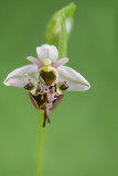 Fairy on bee-orchid