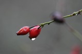 Rose bottles