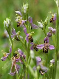 The Bee Orchids