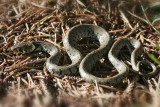 Grass-snake