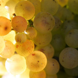 Semillon