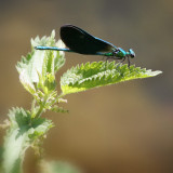 Blue-damsel