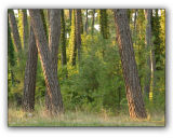 Abkhazia, grove of Pitsunda pine