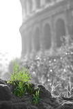 Roma, Colosseo