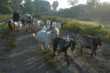 near Bogolyubovo town