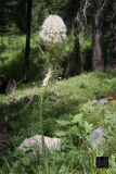 Bear Grass