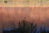 Redrock Relfection in the Colorado River