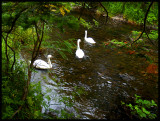 BowringParkSwans4169.jpg