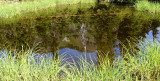 Mt. Lena Reflection