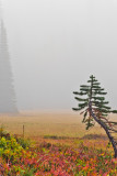 Fog In The Meadow 2