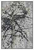 cosmic pinetree