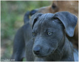 Puppy