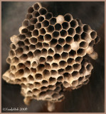 Wasp Nest November 24 *