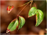 Nandina December 7 *