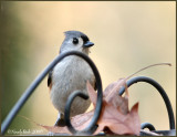 Tufted Titmouse December 13 *
