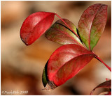 Nandina December 27 *