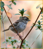 Sparrow