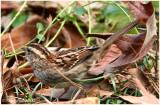Sparrow