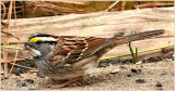 White Throated Sparrow
