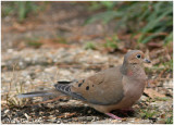 Mourning Dove