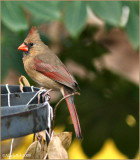 Female Cardinal
